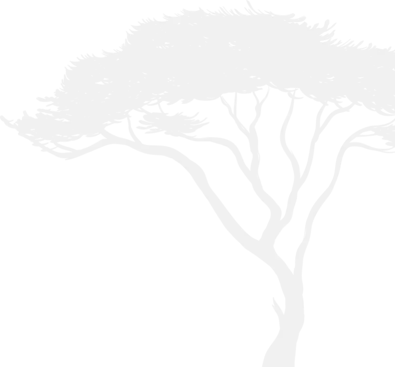 Acacia tree silhouette with sparse foliage against white background, representing natural, organic dental care aesthetics.
